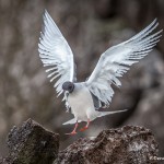 3877 Swallow-tailed Gull (Sula granti), Genovesa Island, Galapagos