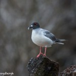 3878 Swallow-tailed Gull (Sula grantia), Genovesa Island, Galapagos