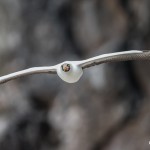 3879 Nazca Booby (Sula granti), Genovesa Island, Galapagos