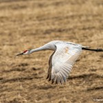 3885 Sandhill Crane (Grus canadensis), Bosque del Apache NWR, New Mexico