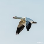 3888 Snow Goose (Chen caerulescens), Bosque del Apache NWR, New Mexico