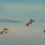 3889 Sandhill Cranes (Grus canadensis), Bosque del Apache NWR, New Mexico