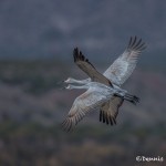3891 Sandhill Cranes (Grus canadensis), Bosque del Apache NWR, New Mexico