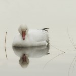 3897 Snow Goose (Chen caerulescens), Bosque del Apache NWR, New Mexico