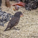 3905 Large Ground Finch, Genovesa Island, Galapagos