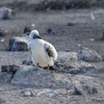 3907 Red-footed Booby Chick (Sula sula), Genovesa Island, Galapagos