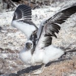 3910 Fledgling Red-footed Booby Praticing Wing-flapping Skills, Genovesa Island, Galapagos