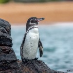 3911 Galapagos Penguin, Santiago Island, Galapagos
