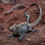 3920 Marine Iguana (Amblyrhynchus cristatus), Rabida Island, Galapagos