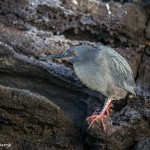 3924 Striated Heron (Butorides striata), Rabida Island, Galapagos