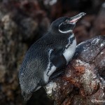3925 Galapagos Penguin, Rabida Island, Galapagos
