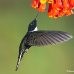 3928 Collared Inca (Coeligena torquata), Guango Lodge, Ecuador