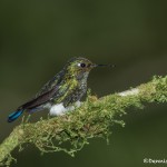 3931 Immature Booted Racket-tailed Hummingbird (Ocreatus underwoodii), Tandayapa Lodge, Ecuador