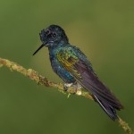 3933 Velvet-purple Coronet (Boissonneaua jardini), Tandayapa Lodge, Ecuador