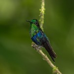 3935 Violet-bellied Hummingbird (Damophila-julie), Milpe Bird Sanctuary, Ecuador