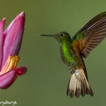 3939 Buff-tailed Coronet (Boissonneaua flavescens), Tandayapa Lodge, Ecuador