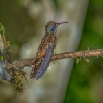 3940 Brown Violetear (Colibri delphinae), Tandayapa Lodge, Ecuador