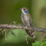 3941 Brown Violetear (Colibri delphinae), Tandayapa Lodge, Ecuador