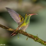 3942 Rufous-tailed Hummingbird (Amazilia tzacatl), Tandayapa Lodge, Ecuador