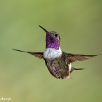 3943 Purple-throated Woodstar (Calliphlox mitchellii), Tandayapa Lodge, Ecuador