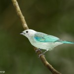 3946 Blue-gray Tanager (Thraupis episcopus), Tandayapa Lodge, Ecuador