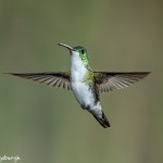 3950 Andean Emerald (Amazilia franciae), Tandayapa Lodge, Ecuador