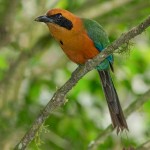 3952 Rufous Motmot (Baryphthengus marti), Tandayapa Lodge, Ecuador