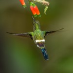 3960 Green Thorntail (Popelairia langsdorffi), Milpe Bird Sanctuary, Ecuador