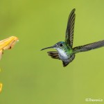 3961 Andean Emerald (Amazilia franciae), Tandayapa Lodge, Ecuador