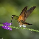 3963 Buff-tailed Coronet (Boissonneaua flavescens), Tandayapa Lodge, Ecuador