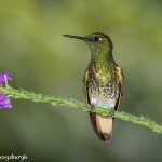 3964 Buff-tailed Coronet (Boissonneaua flavescens), Tandayapa Lodge, Ecuador