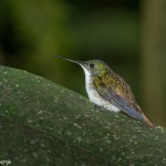 3965 Andean Emerald (Amazilia franciae), Tandayapa Lodge, Ecuador