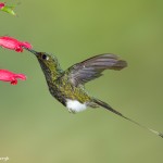 3968 Booted Racket-tailed Hummingbird (Ocreatus underwoodii), Tandayapa Lodge, Ecuador