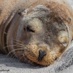 3972 Sea Lion, Espanola Island, Galapagos