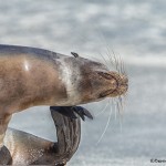 3973 Sea Lion, Espanola Island, Galapagos