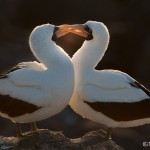 3978 Nazca Booby Pair, Espanola Island, Galapagos