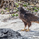 3981 Galapagos Hawk (Buteo galapagoensis), Espanola Island, Galapagos