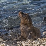3987 Young Sea Lion, Chinese Hat Island, Galapagos