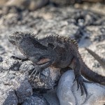 3988 Marine Iguana, Chinese Hat Island, Galapagos