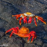 3989 Sally Lightfoot Crab Confrontation (Graspus grapsus), Chinese Hat Island, Galapagos