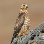 3991 Galapagos Hawk (Buteo galapagoensis), Chinese Hat Island, Galapagos