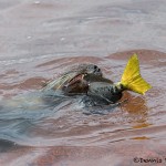 3994 Young Sea Lion, Rabida Island, Galapagos