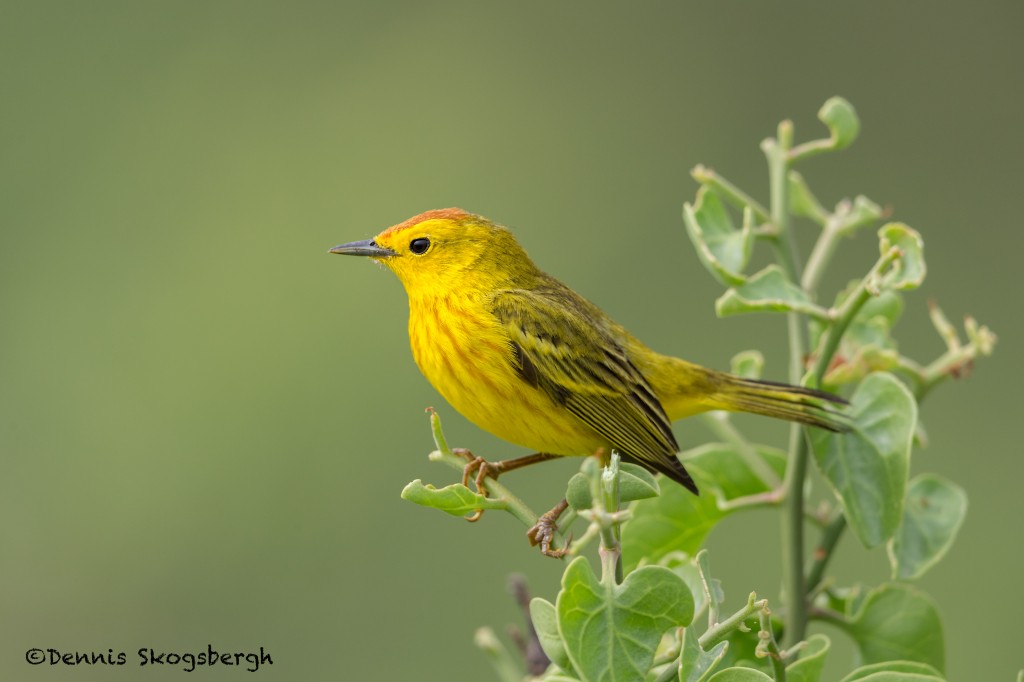 3998 Yellow Warbler (Dendroica petechia), Rabida Island, Galapagos ...