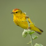 3999 Yellow Warbler (Dendroica petechia), Rabida Island, Galapagos