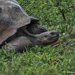 4002 Galapagos Giant Tortise, Santa Cruz Island, Galapagos