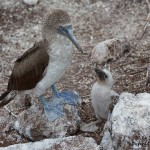 4008 Blue-footed Booby and Chick (Sula nebouxii), Espanola Island, Galapagos