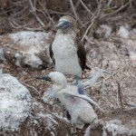 4009 Blue-footed Booby and Chick (Sula nebouxii), Espanola Island, Galapagos