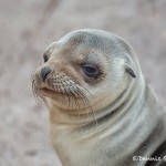 4010 Young Sea Lion, Espanola Island, Galapagos