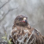4019 Galapagos Hawk (Buteo galapagoensis), San Cristobal Island, Galapagos