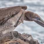 4020 Brown Pelican (Pelicanus occidentalis), San cristobal Island, Galapagos